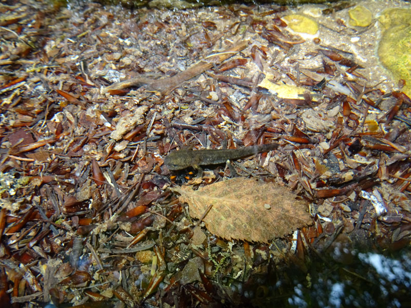 Salamandra salamandra, larva
